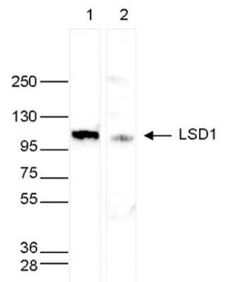 Western Blot: LSD1 Antibody [NBP3-18640]
